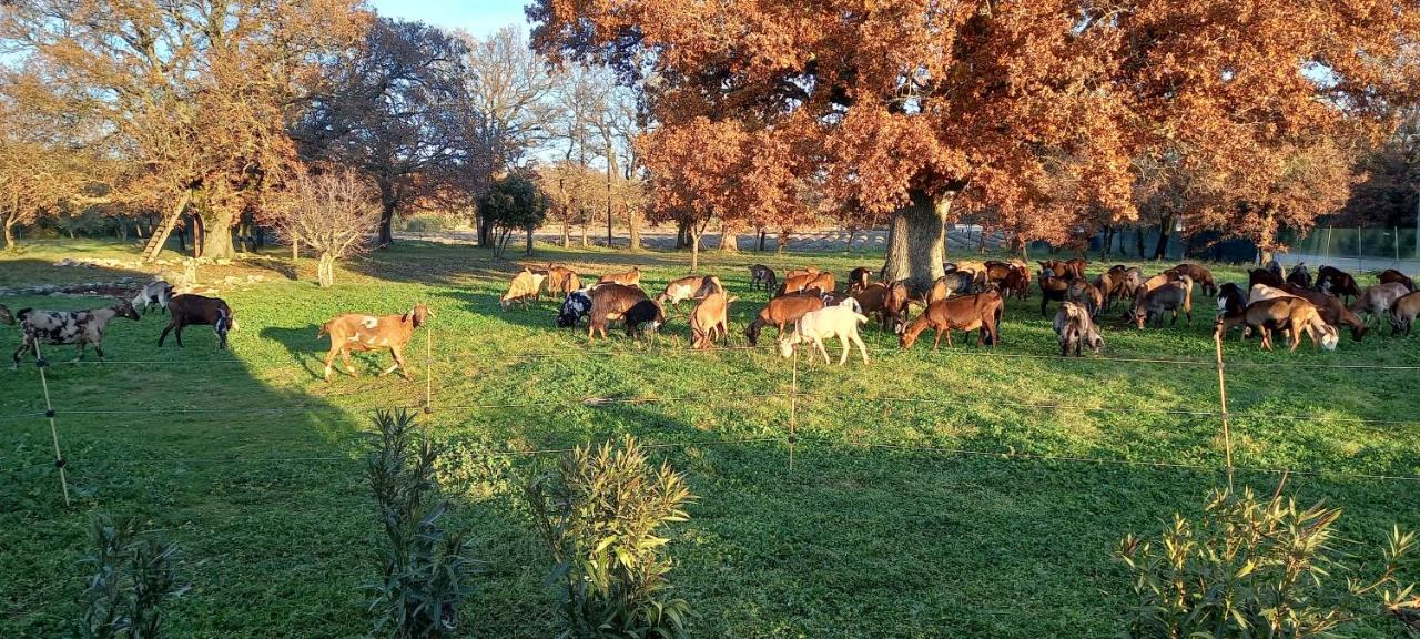 Gite "Le Couchant" Gras Kültér fotó